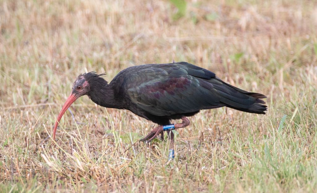 Ibis eremita